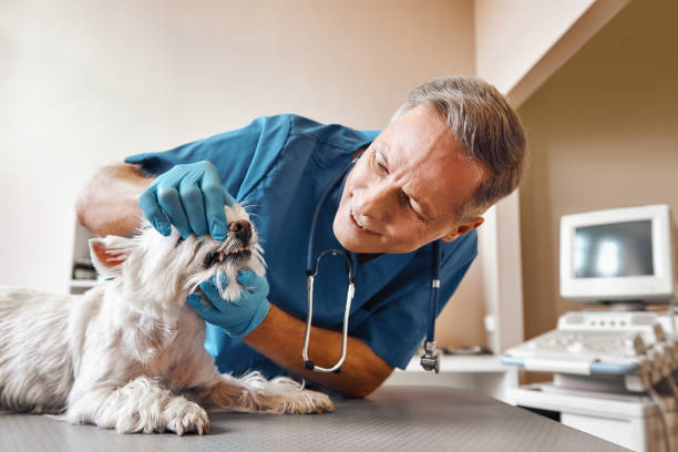 Best Emergency Treatment for Toothache in Scobey, MT